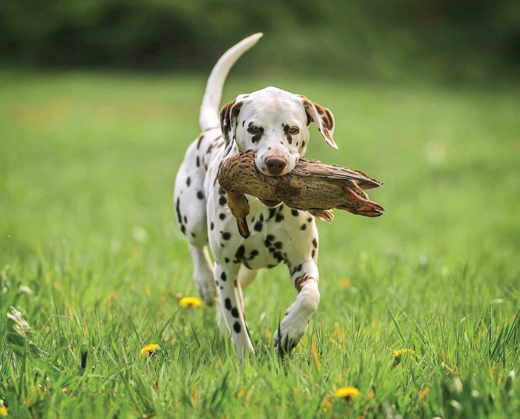 A purebred dog retrieves a duck