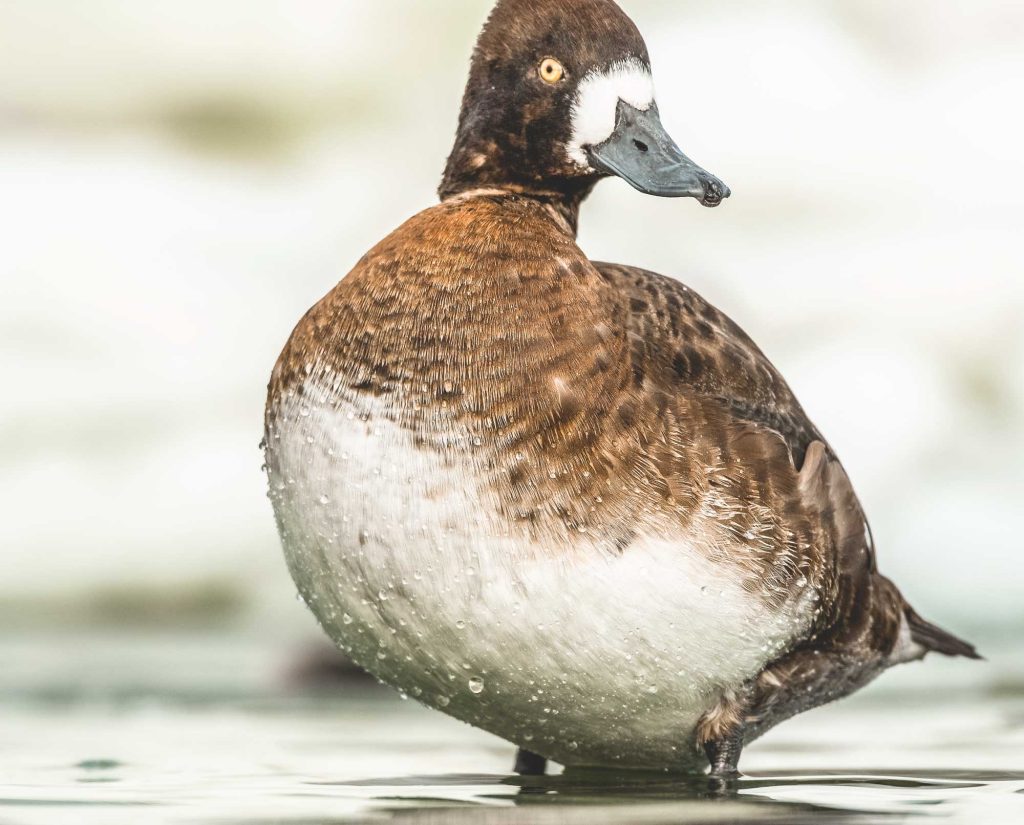 A female Greater Scaup standing in water.