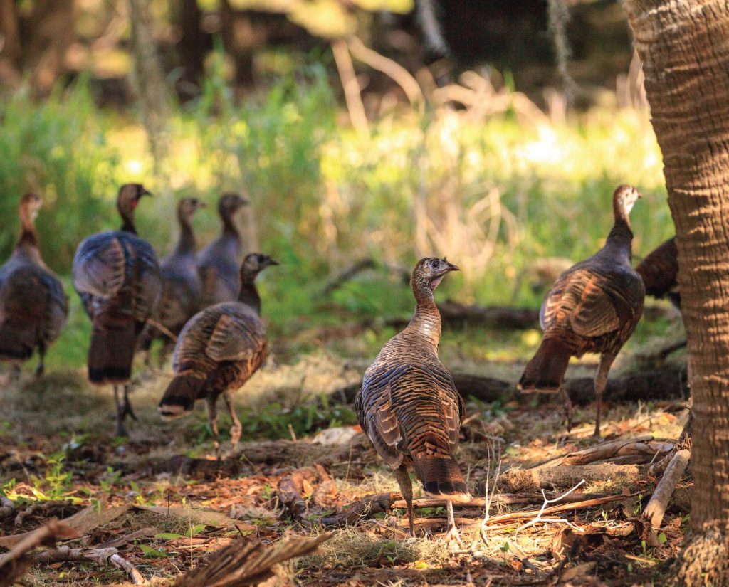 A flock of Osceola turkeys