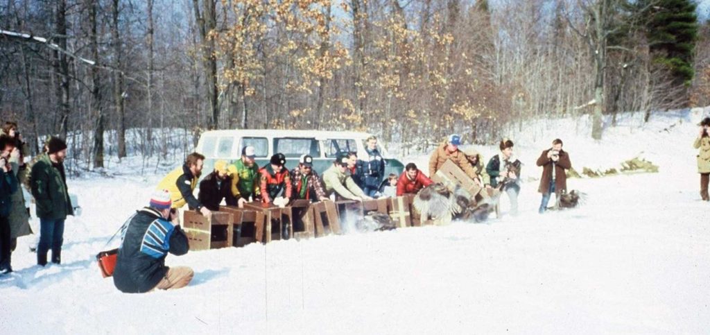 A group of people release a flock of wild turkeys in Ontario