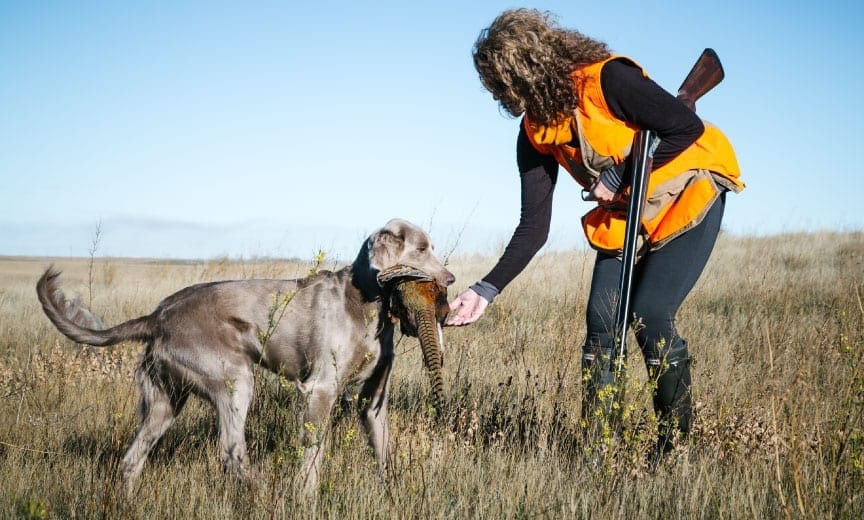 A long-haired Weimaraner retrieves a Pheasant. 