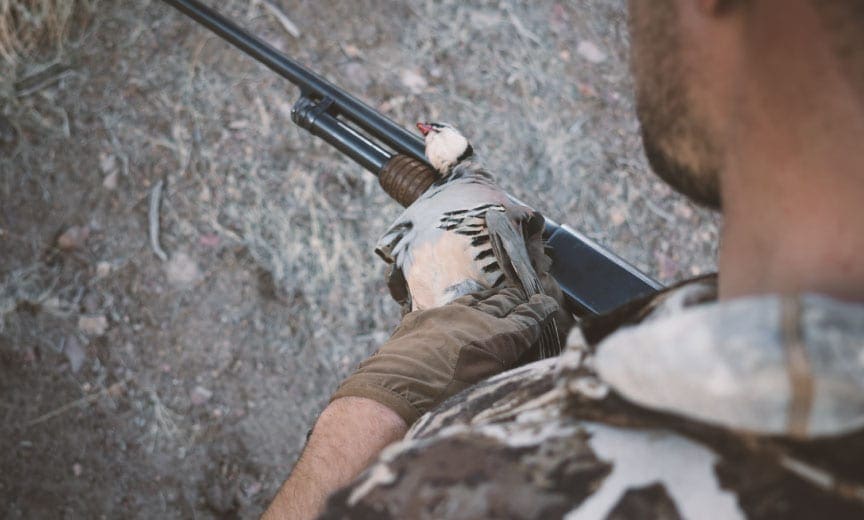 A millennial hunting chukar. 