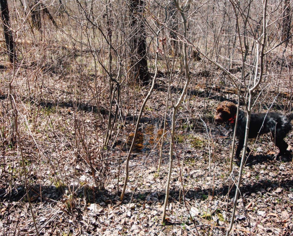 A pointing dog finds woodcock for a biologist 