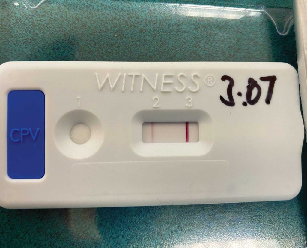 A positive parvo test at the dog vet