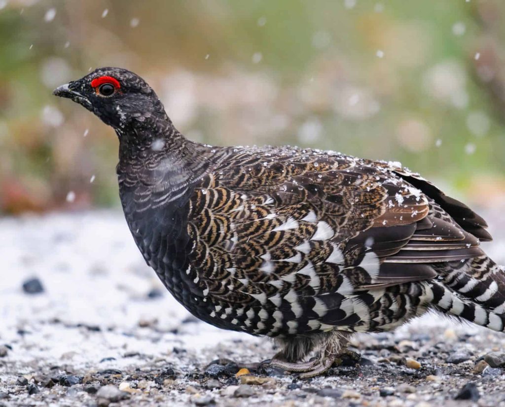 A spruce grouse on the ground standing in falling snow.