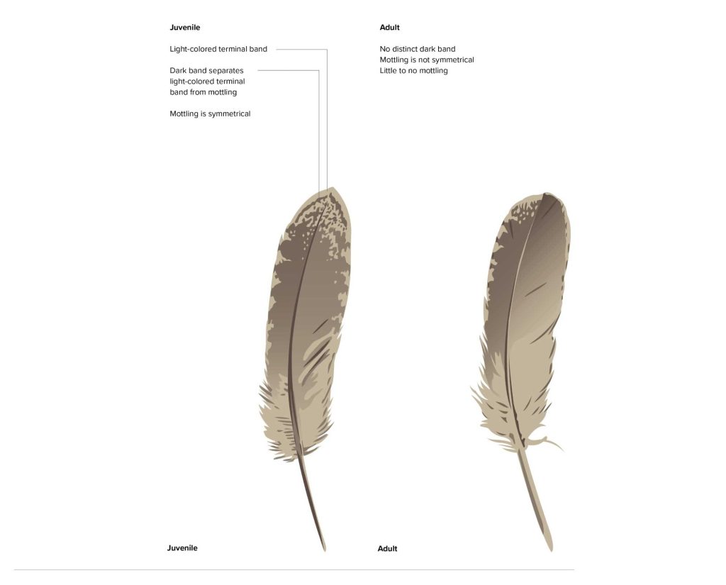 A chart showing the difference between feathers of a juvenile and adult American woodcock 