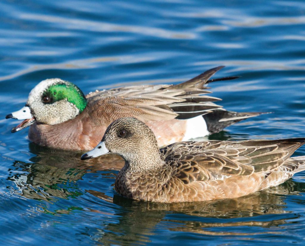 American wigeon (Mareca Americana/Anas americana) male and female