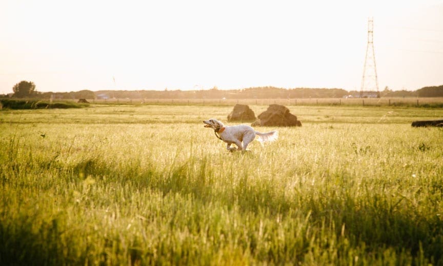 An English setter in North America.