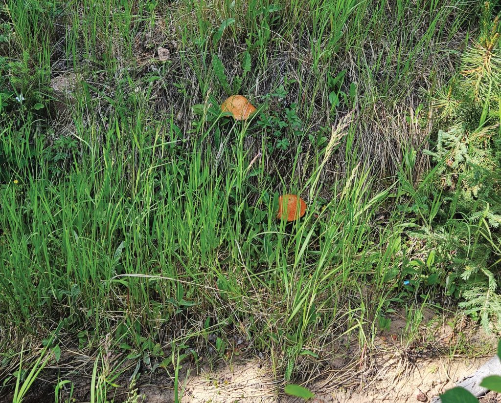 Aspen Bolete habitat