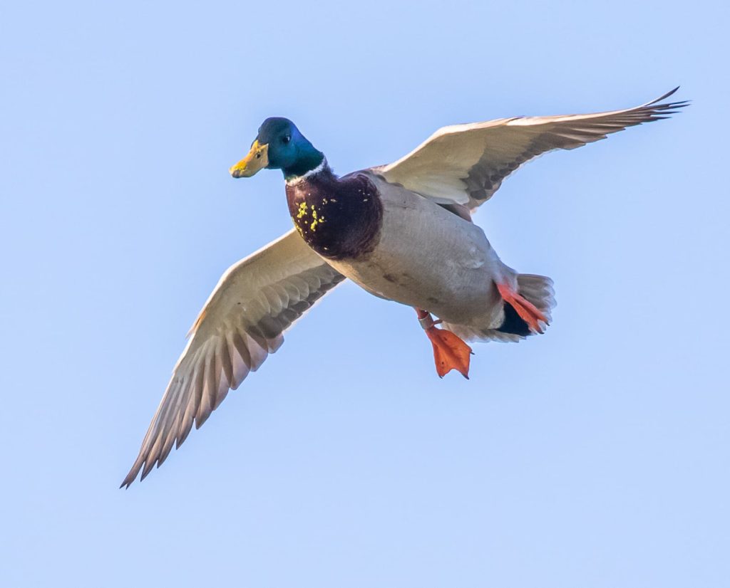A banded mallard duck in flight. 