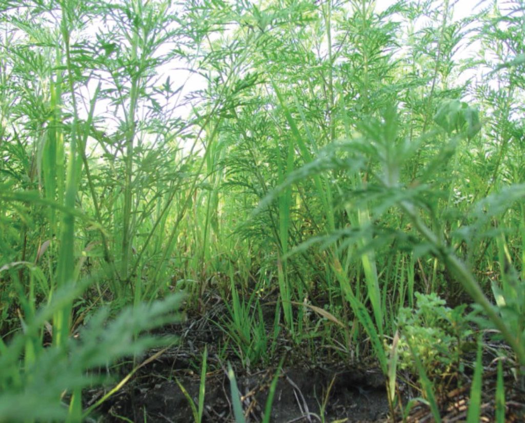 Bare ground for bobwhite quail at eye level