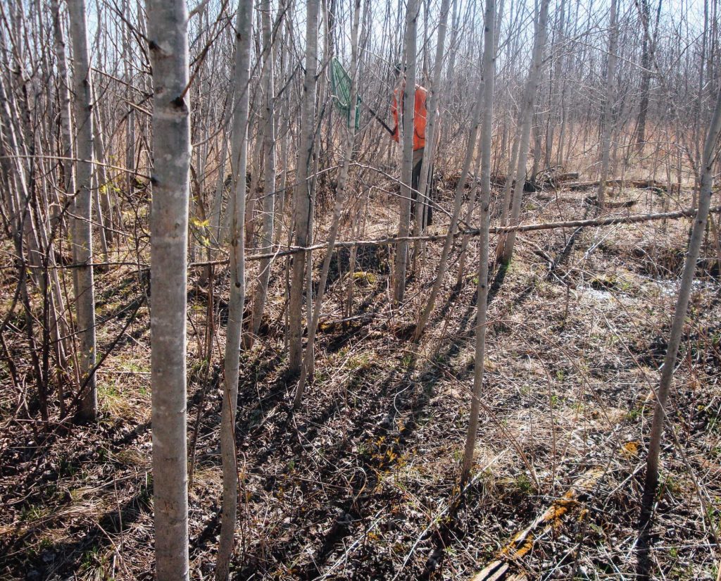 A biologist uses a net to capture woodcock for banding 