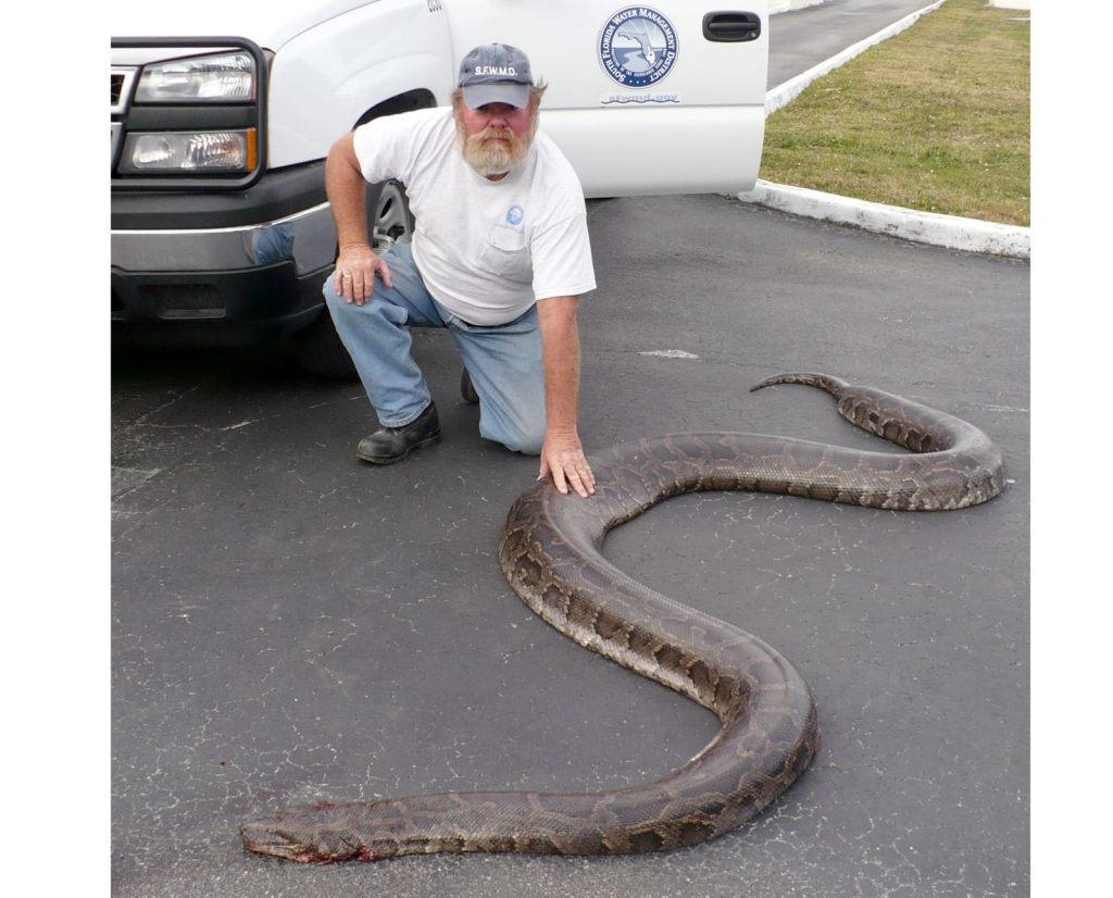 Biologist with a python found by hunting dogs