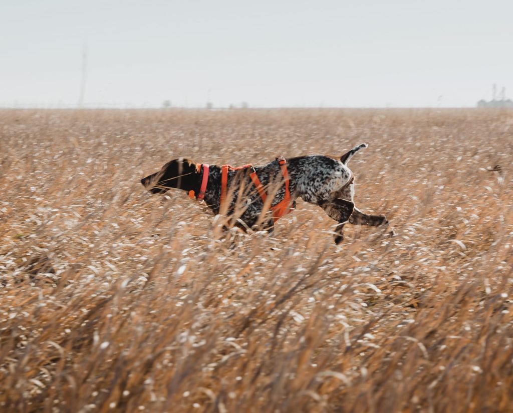 A bird dog works prairie cover while hunting quail.