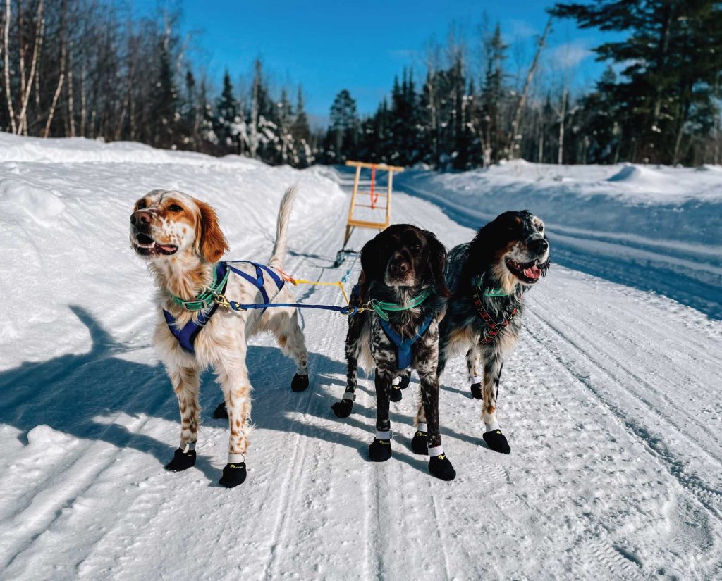 Bird dogs turned sled dogs