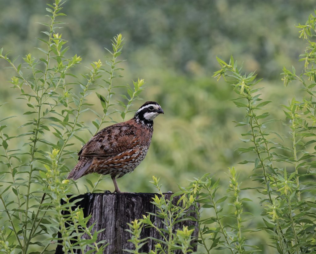 A bobwhite quail stands on a fence post making its distinct call.