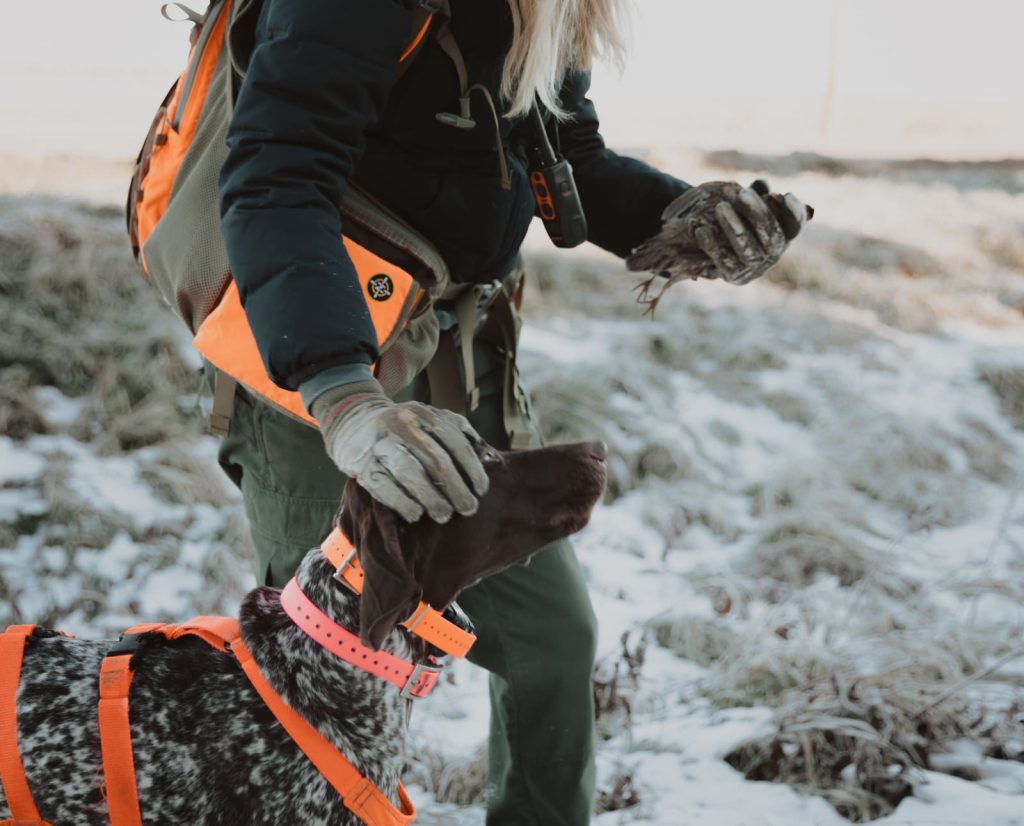hunting bobwhite quail in the snow