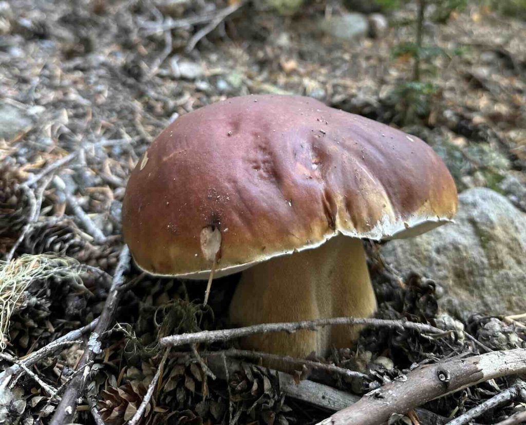 A large bolete mushroom fruits above a bed of fir cones