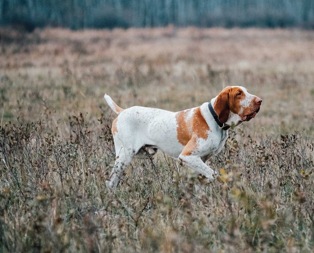 Bracco Italiano on Point in a field