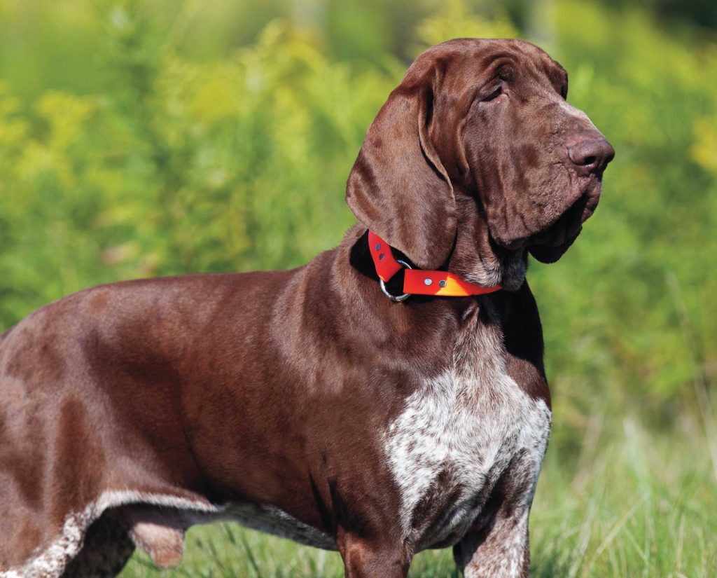 a Bracco Italiano with chestnut coat