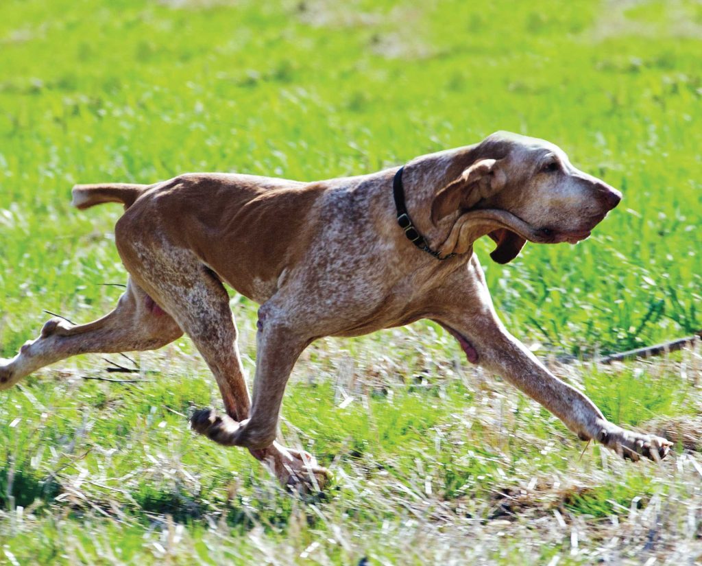 Bracco Italiano runs with its famous gait