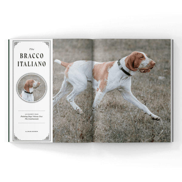 The Bracco Italiano in a Magazine article