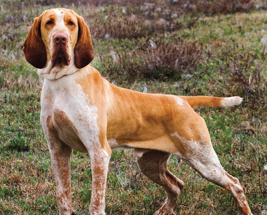 A Bracco Italiano stands tall