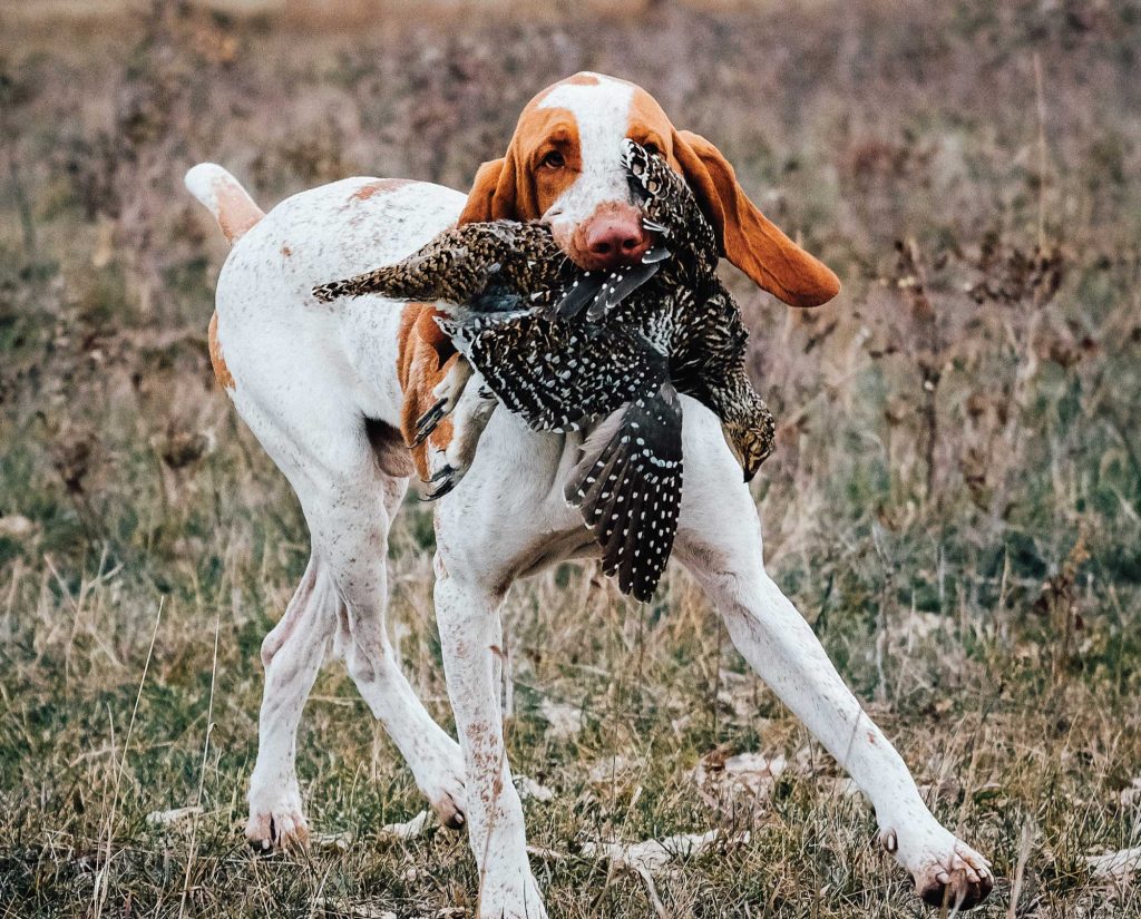 A Bracco Italiano retrieves a bird