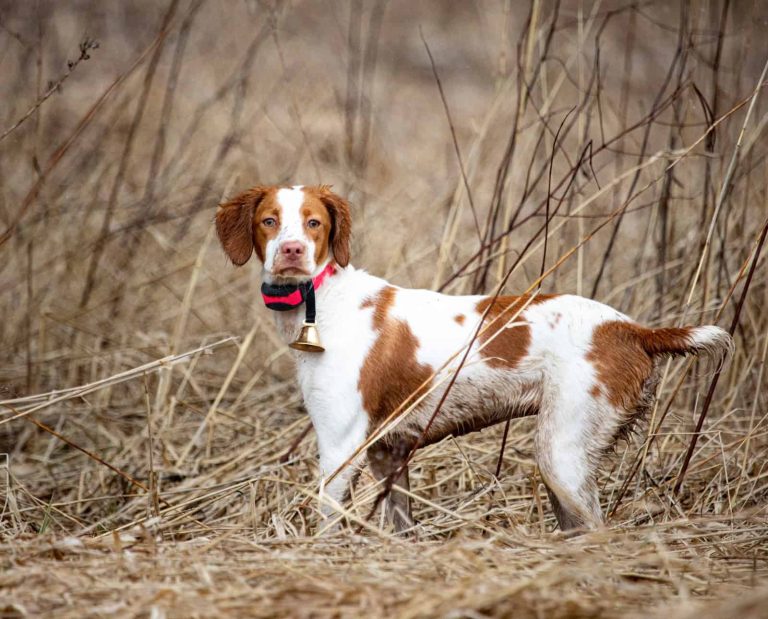 Brittany: Breed Characteristics, Abilities, and History