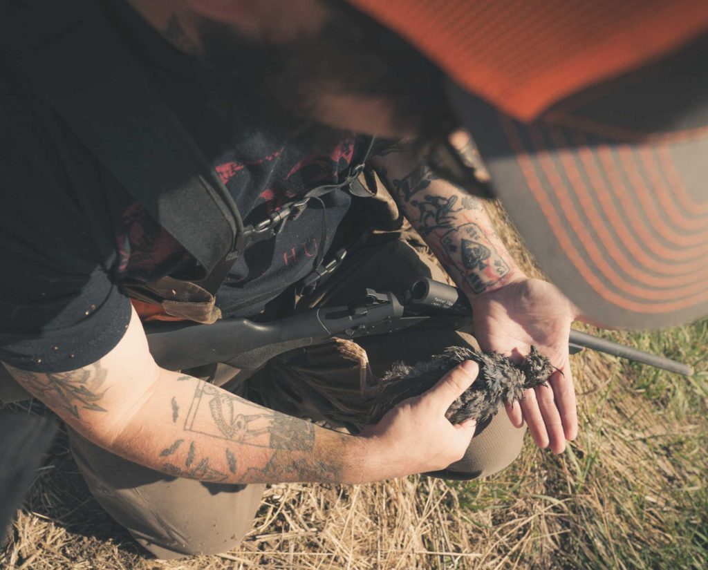 California (valley) quail hunting in Idaho