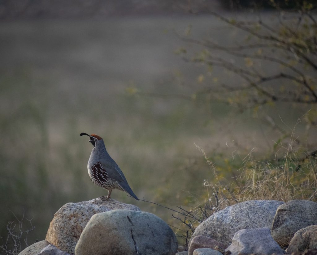 A Gambel's quail stands on a rock