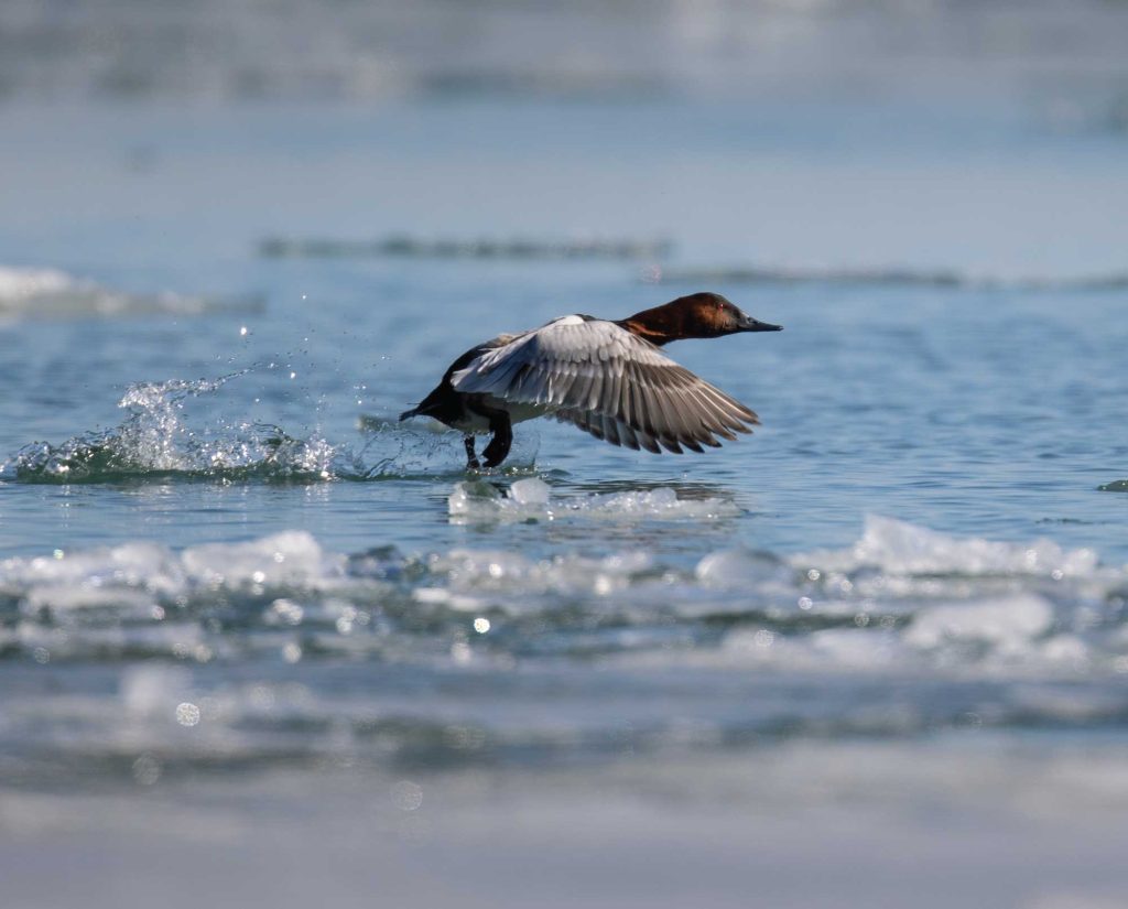 a Canvasback takes flight