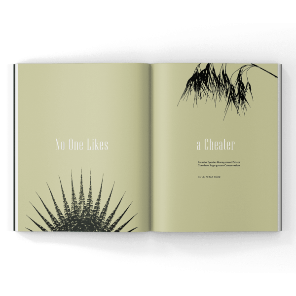 Cheatgrass Conservation in a magazine