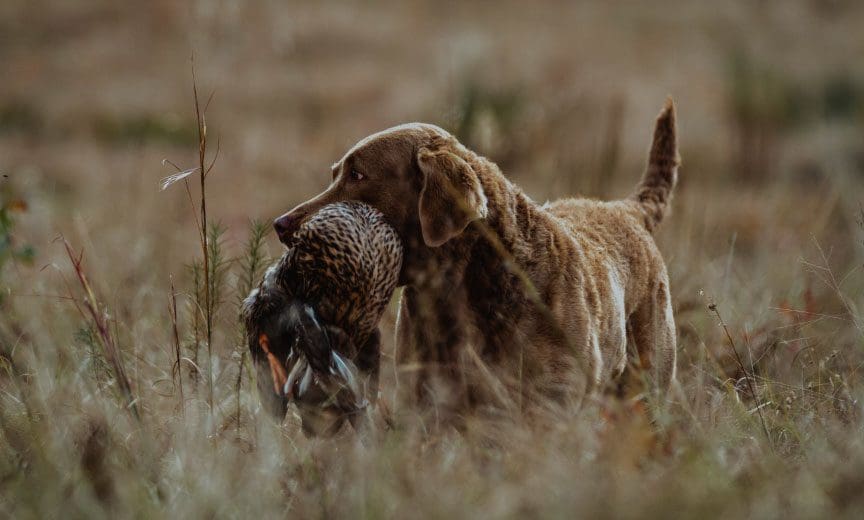 A Chesapeake Bay Retriever