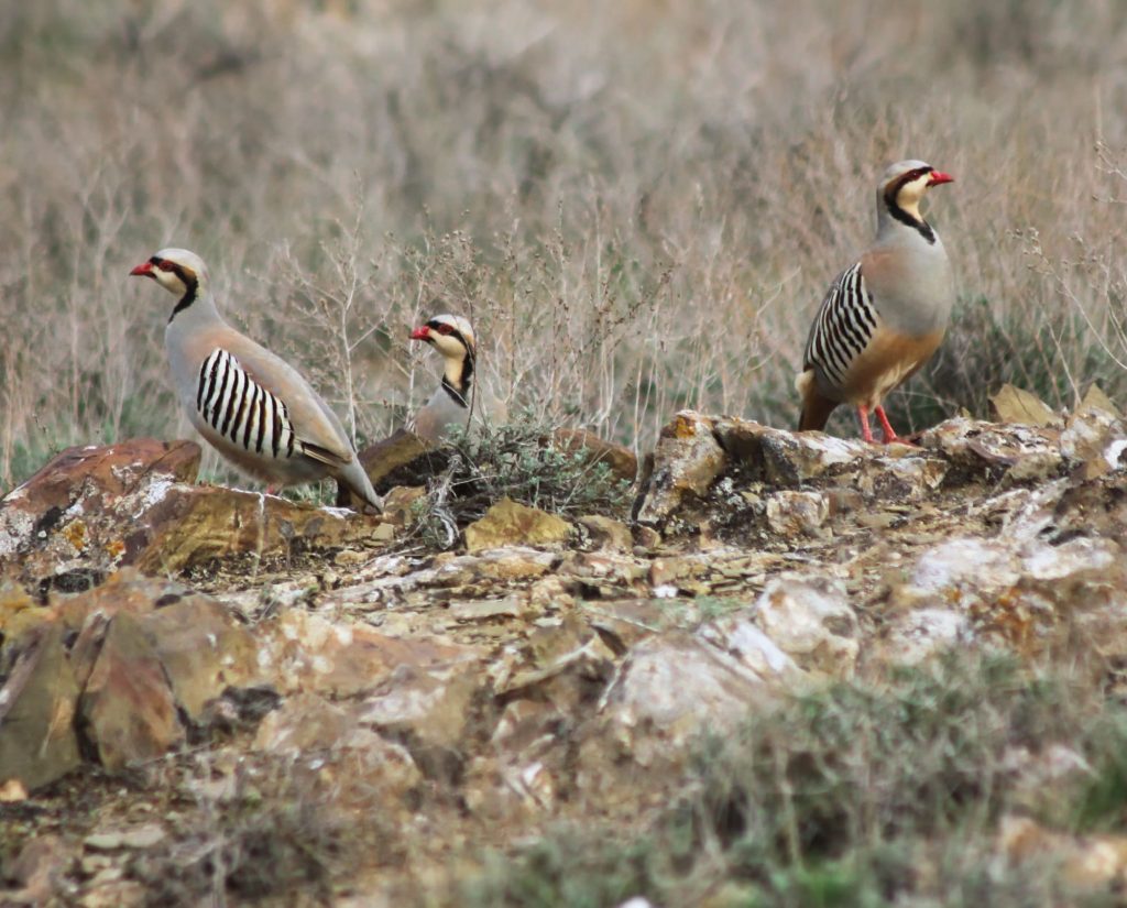 chukar hunting in Oregon