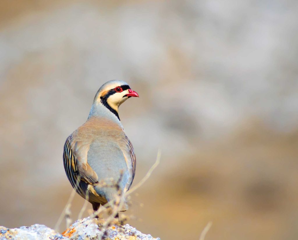 A chukar in rocky terrain of the chukar hills.