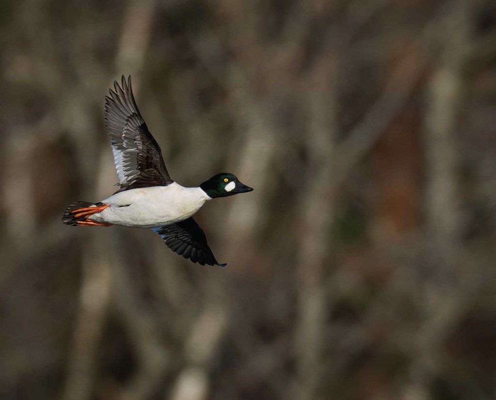 Common Goldeneye in flight