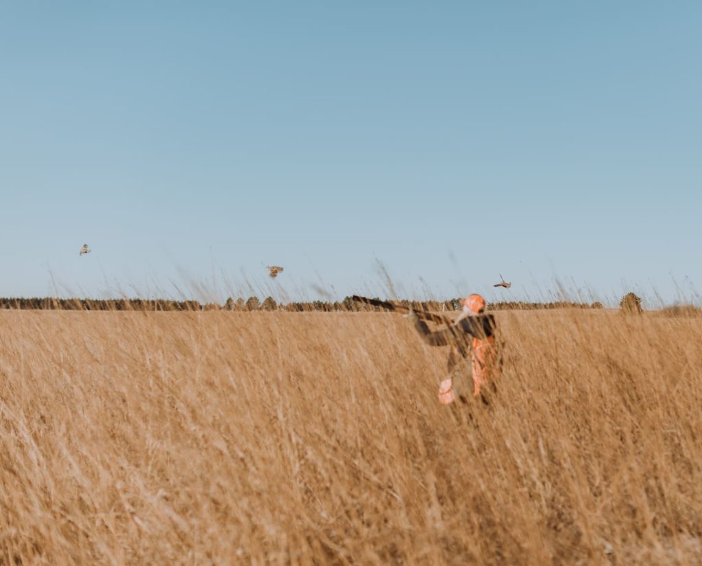 A covey rise of a bobwhite quail with a hunter