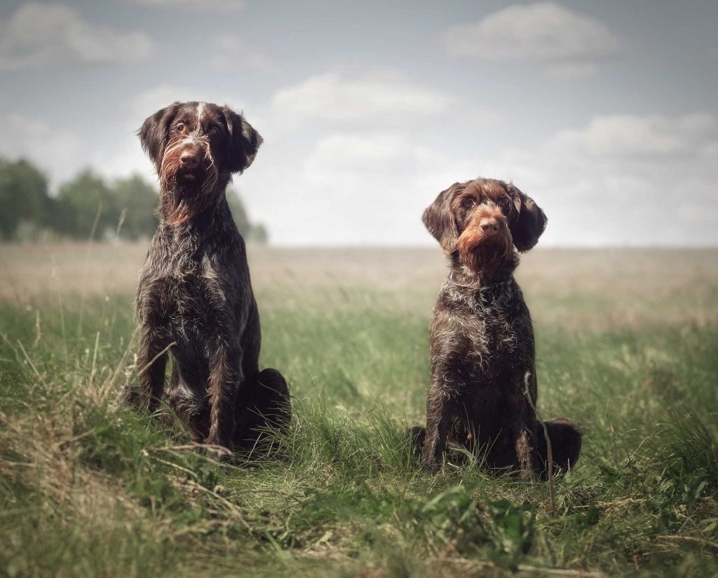 A Deutsch Drahthaar and a Deutsch Drahthaar as a result of proper breeding