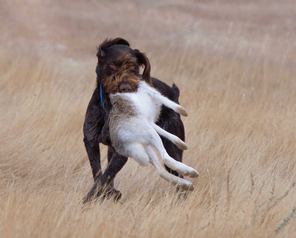 A Deutsch Drahthaar retrieves a rabbit 