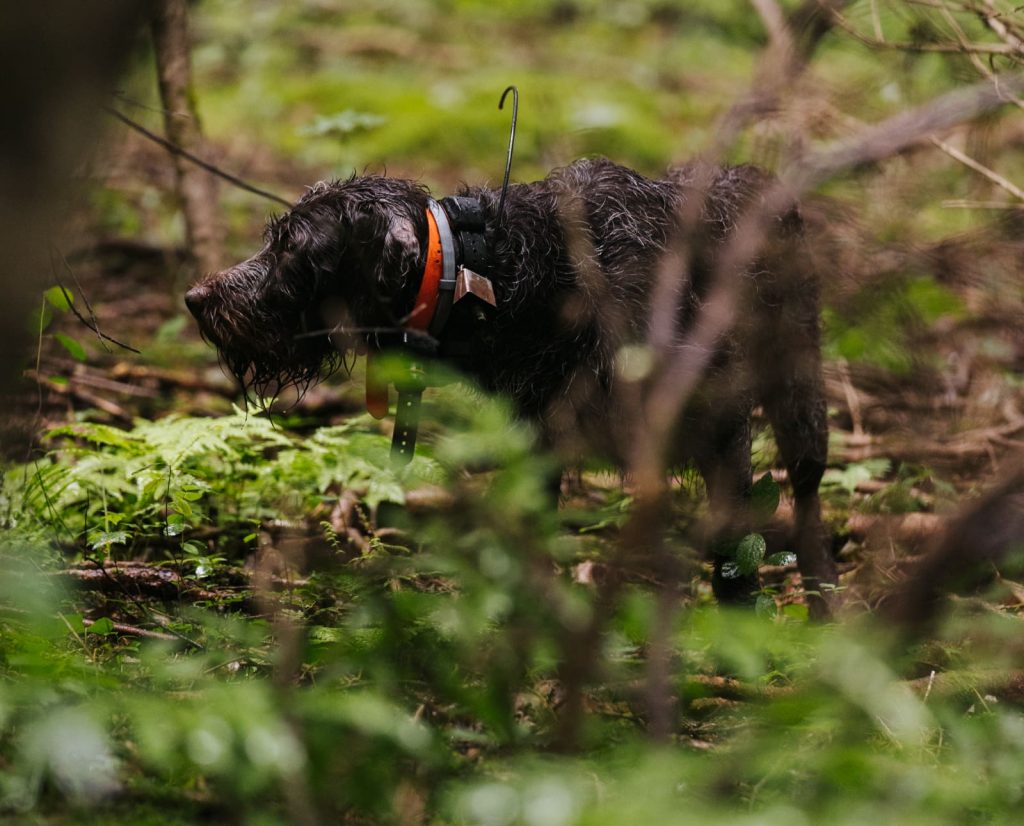 A pointing dog holds a staunch point on wild birds during the proofing process.