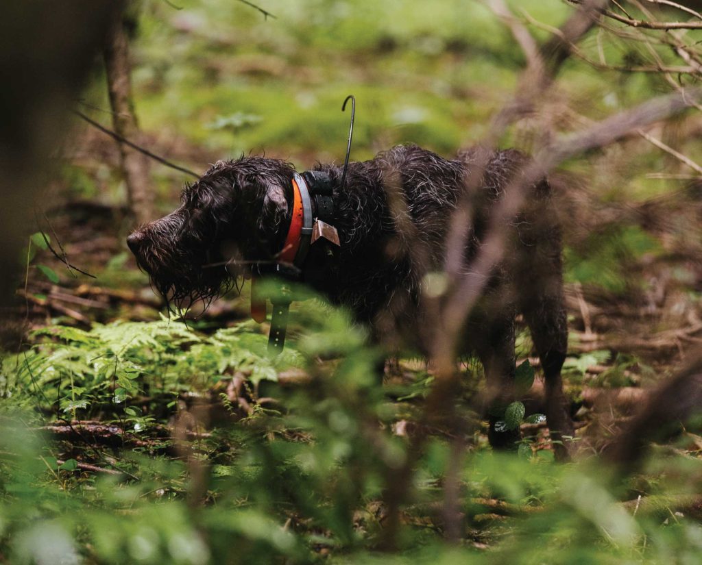 A dog pointing wild birds while hunting