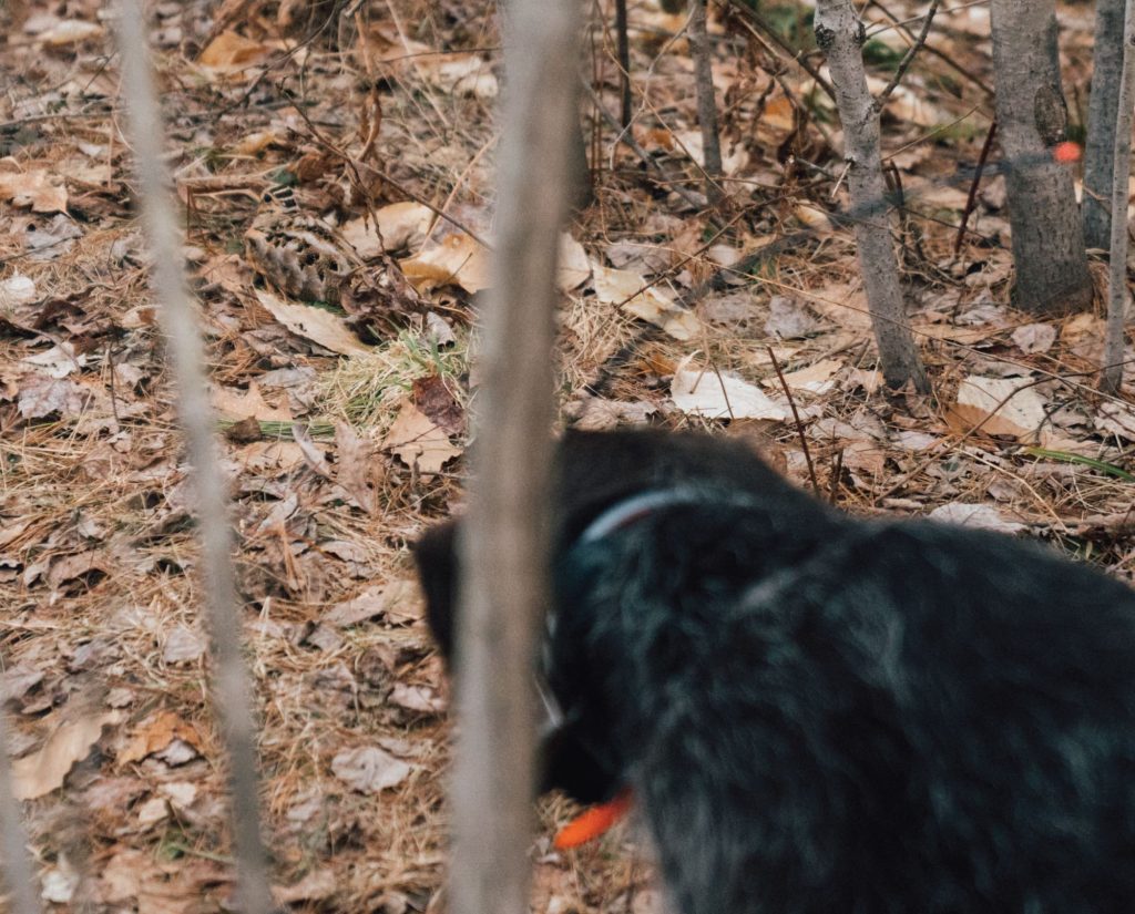 A woodcock holds tight on the ground while a dog points it. 