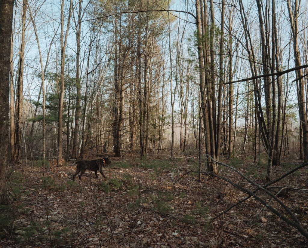 A dog points woodcock in open cover during the migration