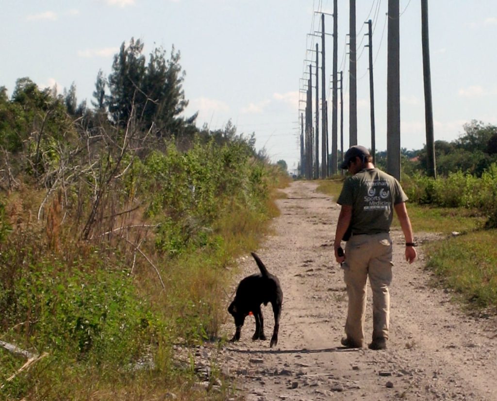 A dog searches a road for python scent