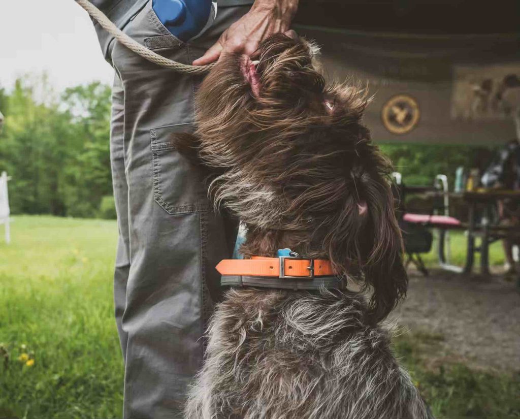 A dog looks expectantly at its handler for a command