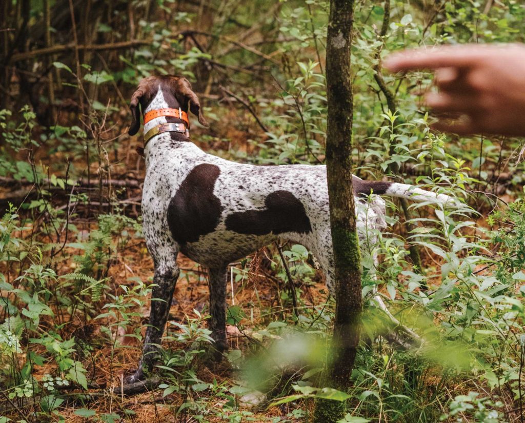 A dog being corrected while hunting wild birds