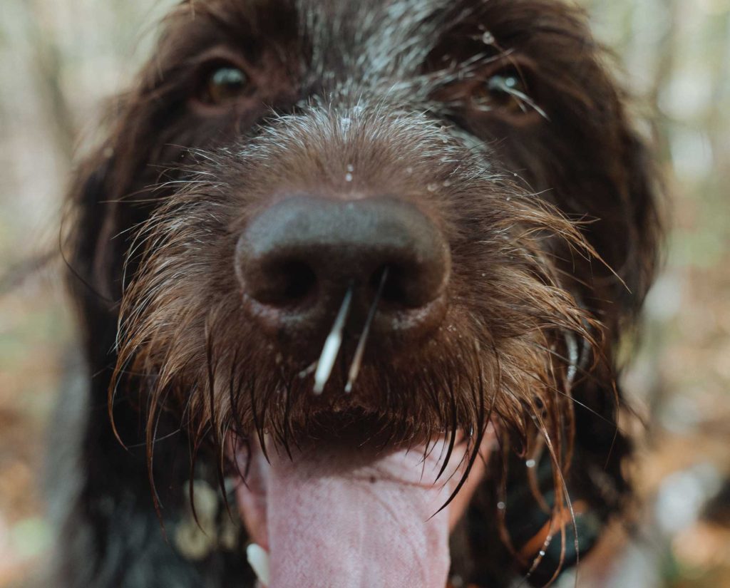 A wirehaired pointing griffon with porcupine quills in his nose and mouth