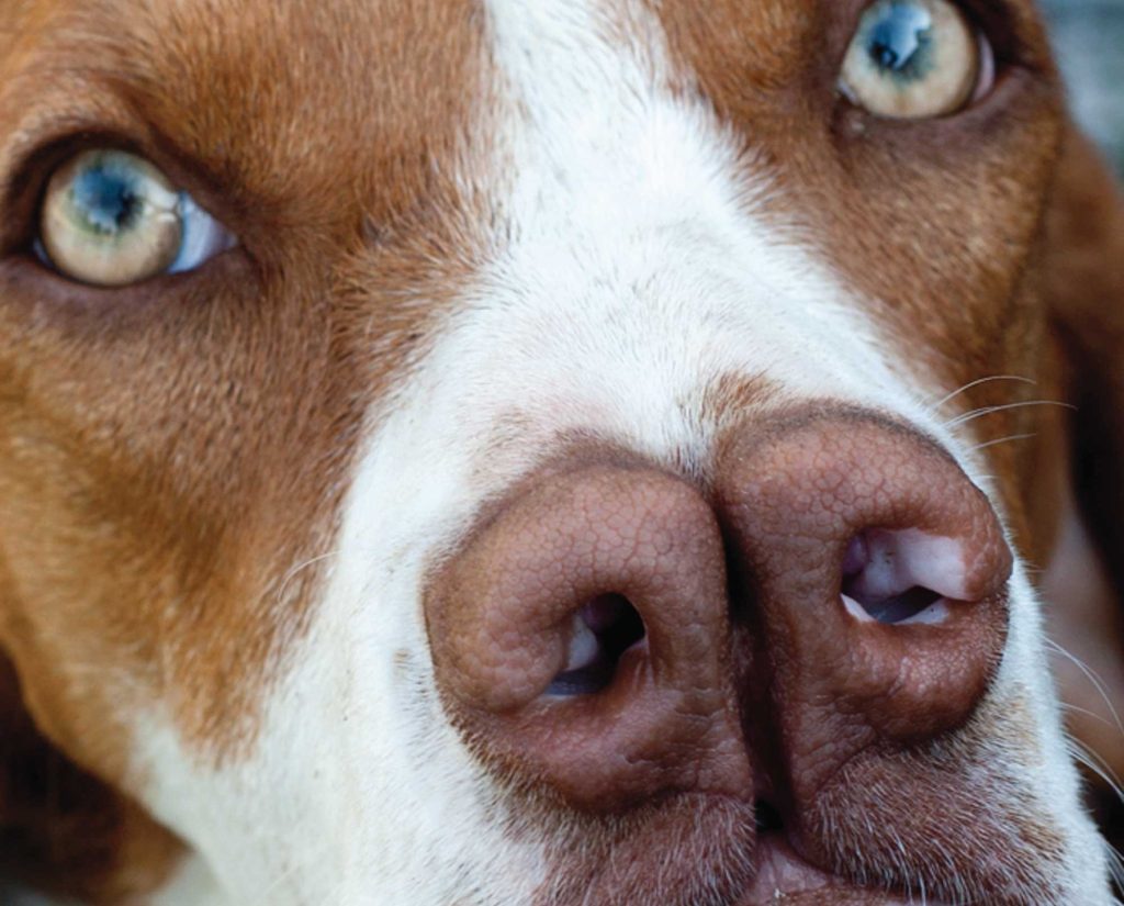 A spanish pointer with a visible double-nose