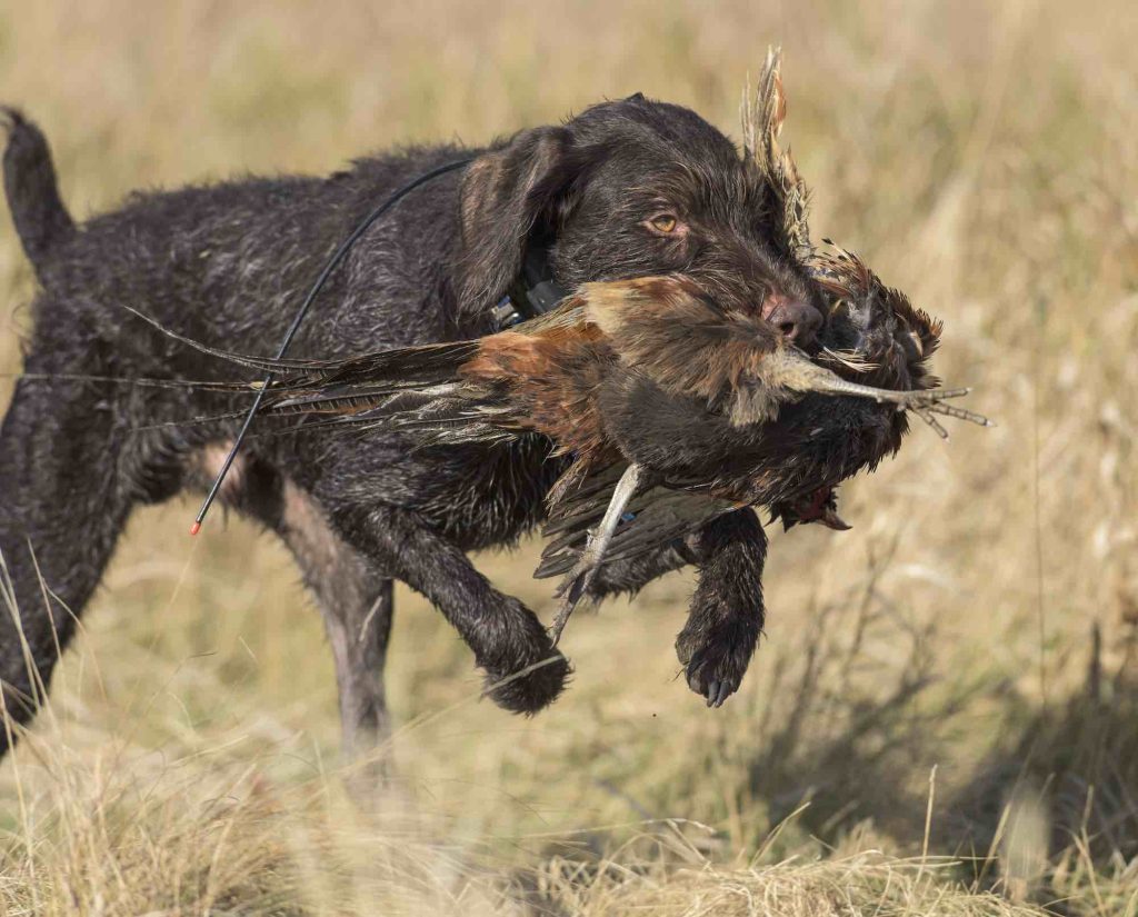 Deutsch Drahthaar with a Pheasant